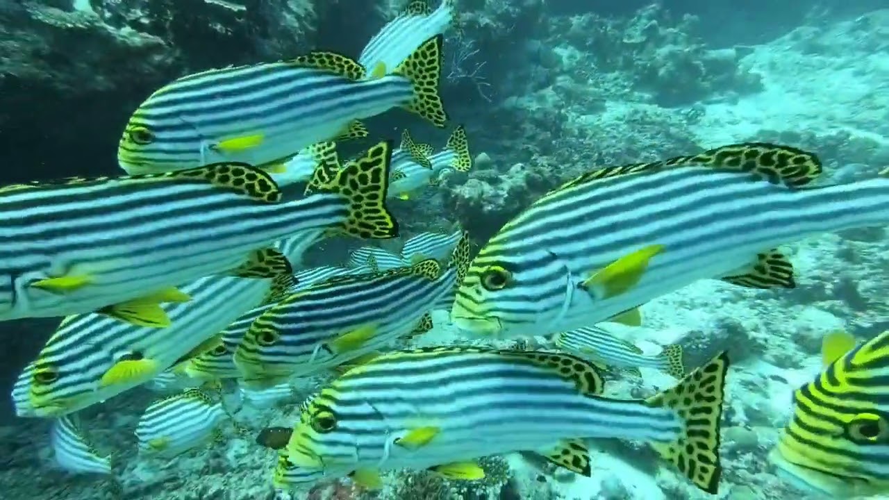 Diving Spot In The Maldives