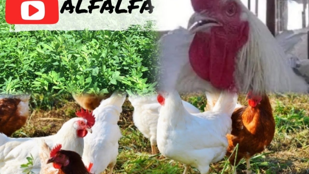 What Alfalfa Plant Has Done in My Poultry Farm Will Amaze You! | Boost Feed & Cut Costs with Alfalfa