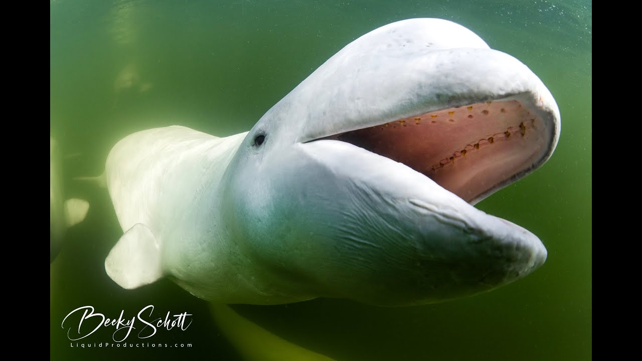Beluga Whales Underwater
