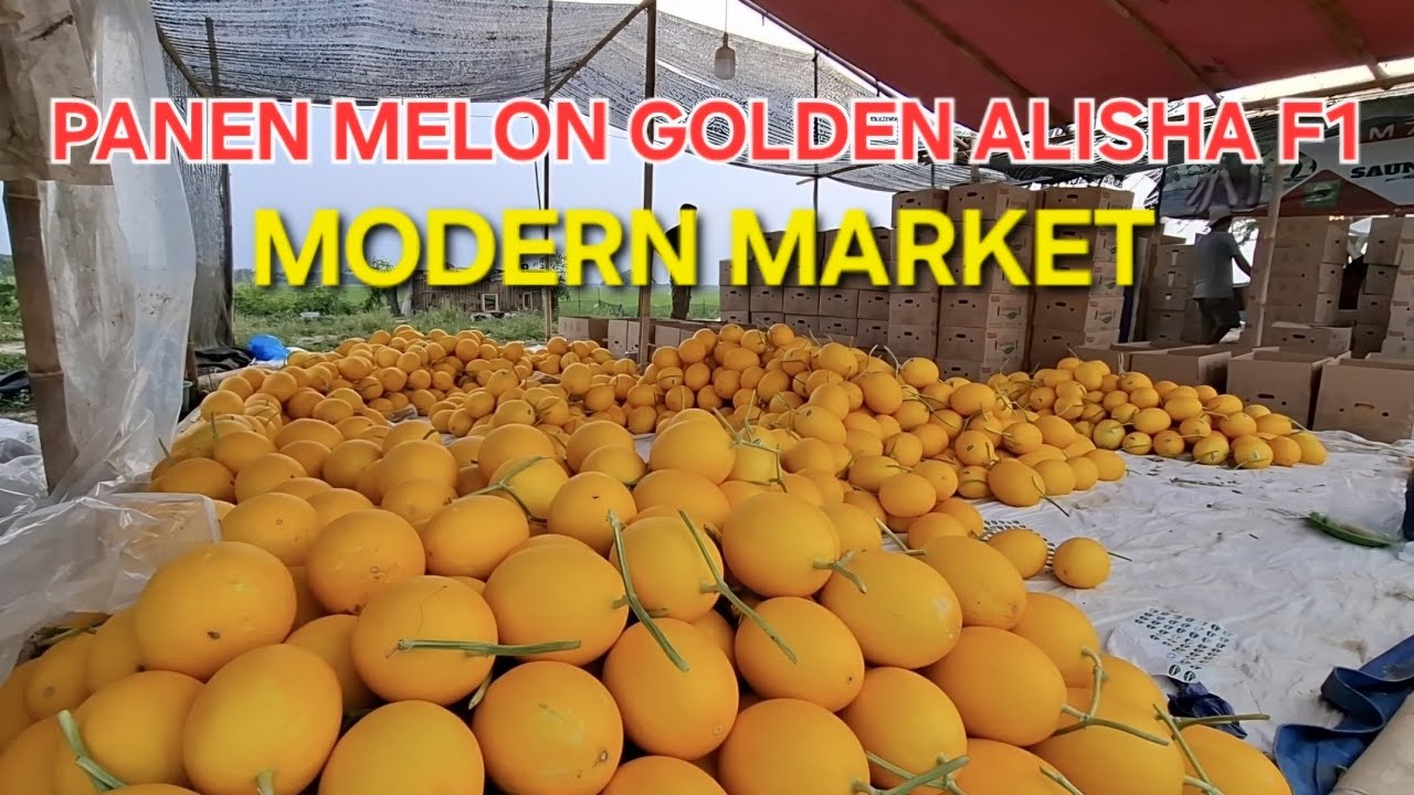 LUAR BIASA! PANEN MELON LANSUNG JUAL KE PASAR MODERN #farmer #melon