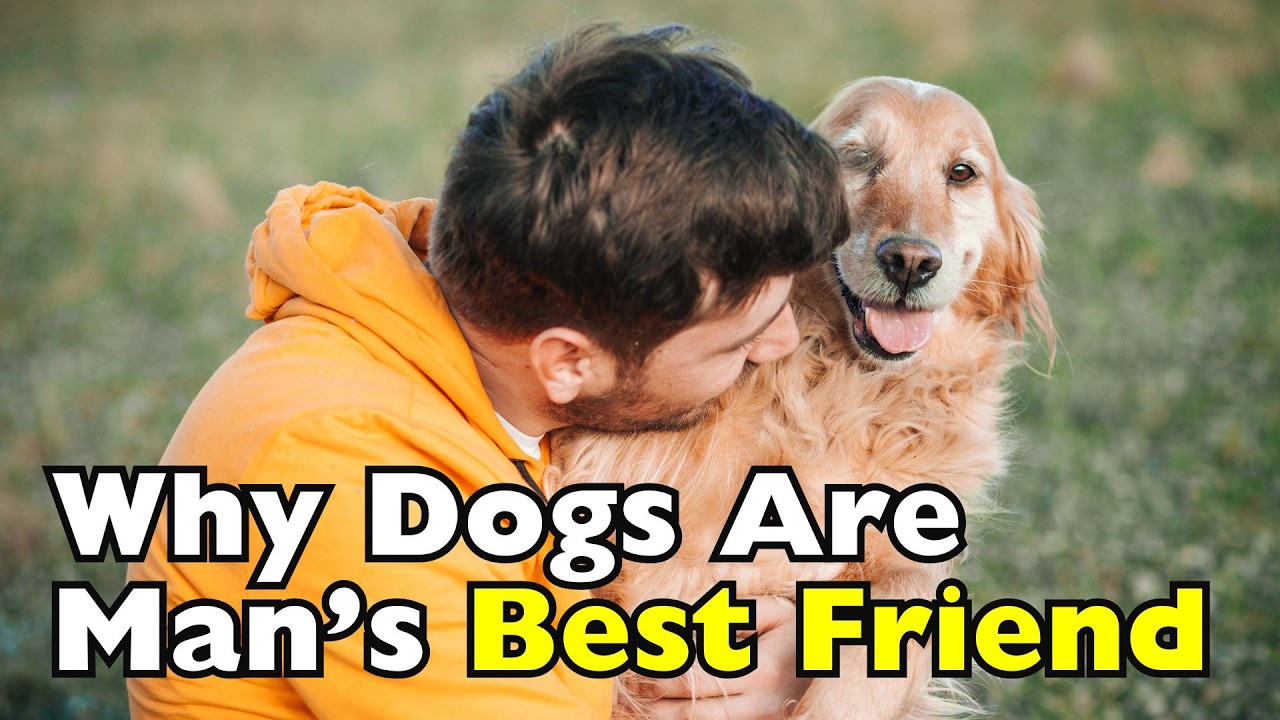 Почему собак называют «лучшими друзьями человека»? [ID0914]