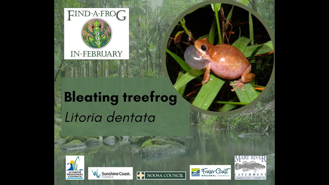 Identifying the Bleating treefrog (Litoria dentata)