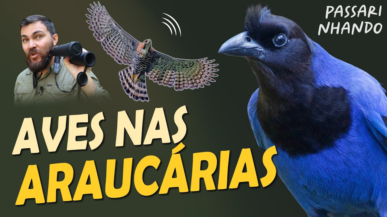 PASSARINHANDO na SERRA CATARINENSE | Águia-de-penacho, Sabiás e Muito Mais!