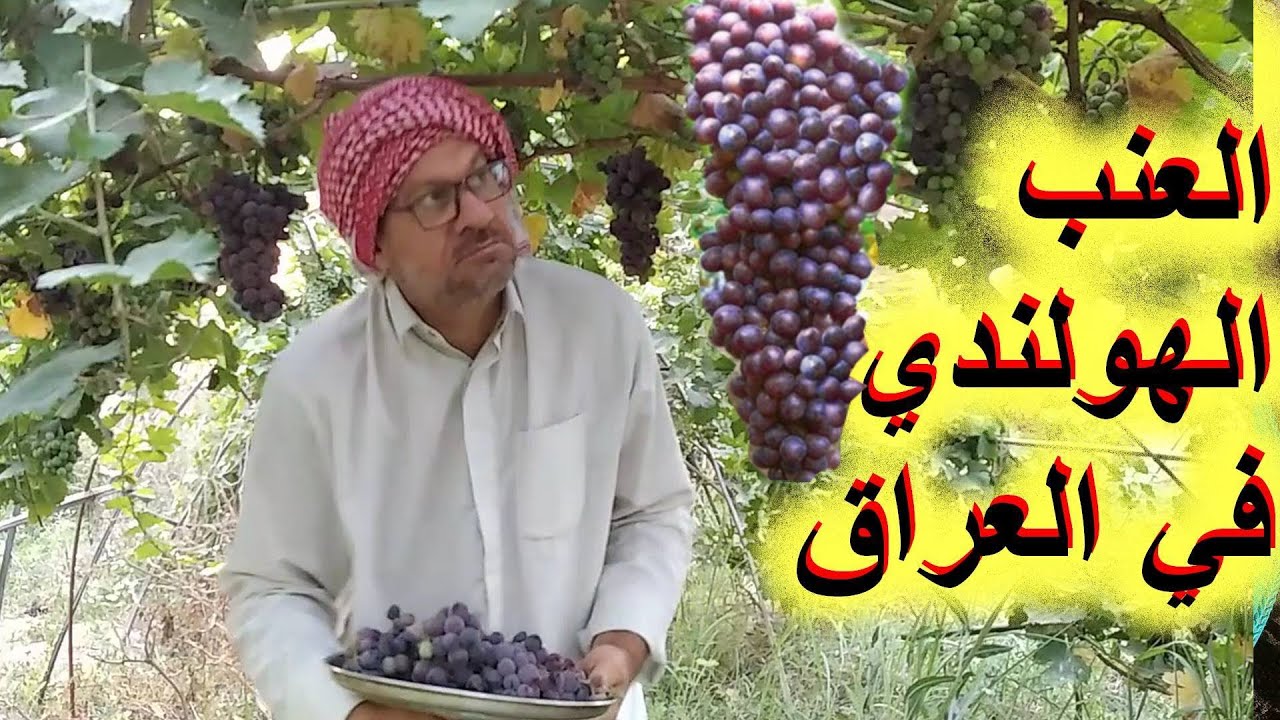 نجاح زراعة العنب الهولندي