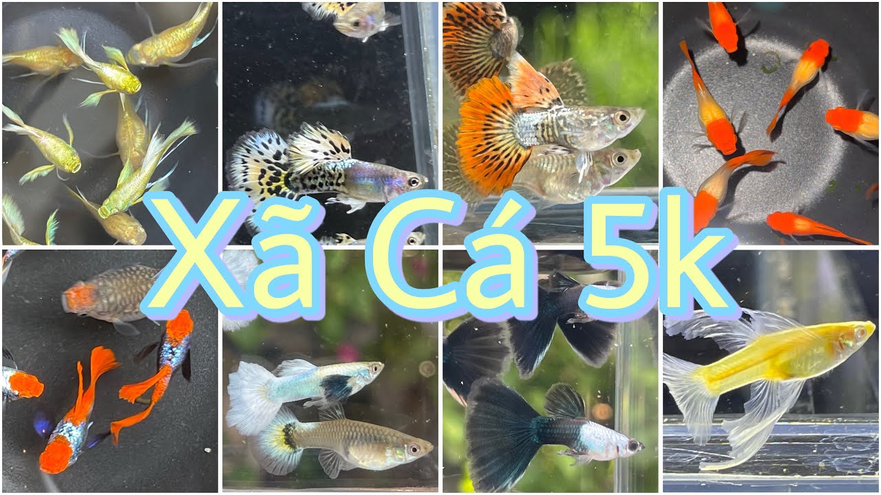 Xã Các Dòng Guppy Từ 5K #minhngoguppy 