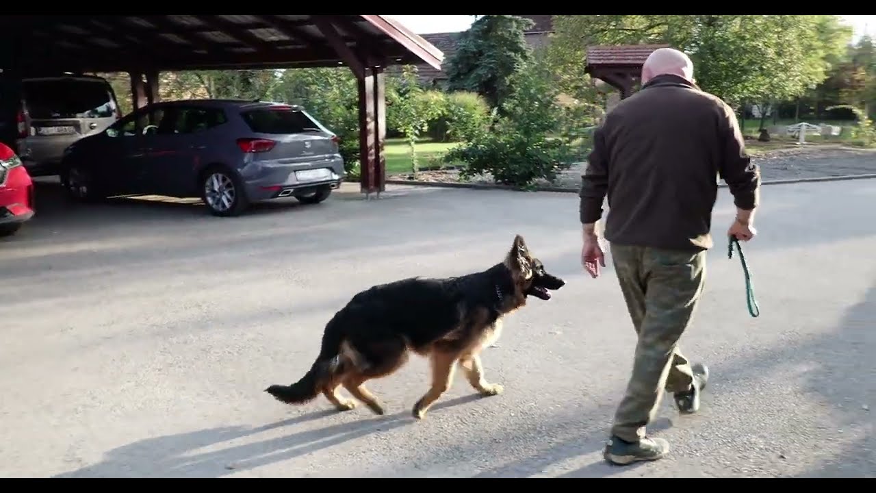 NJEMAČKI OVČAR  TOTO TRENING OSNOVA POSLUŠNOSTI
