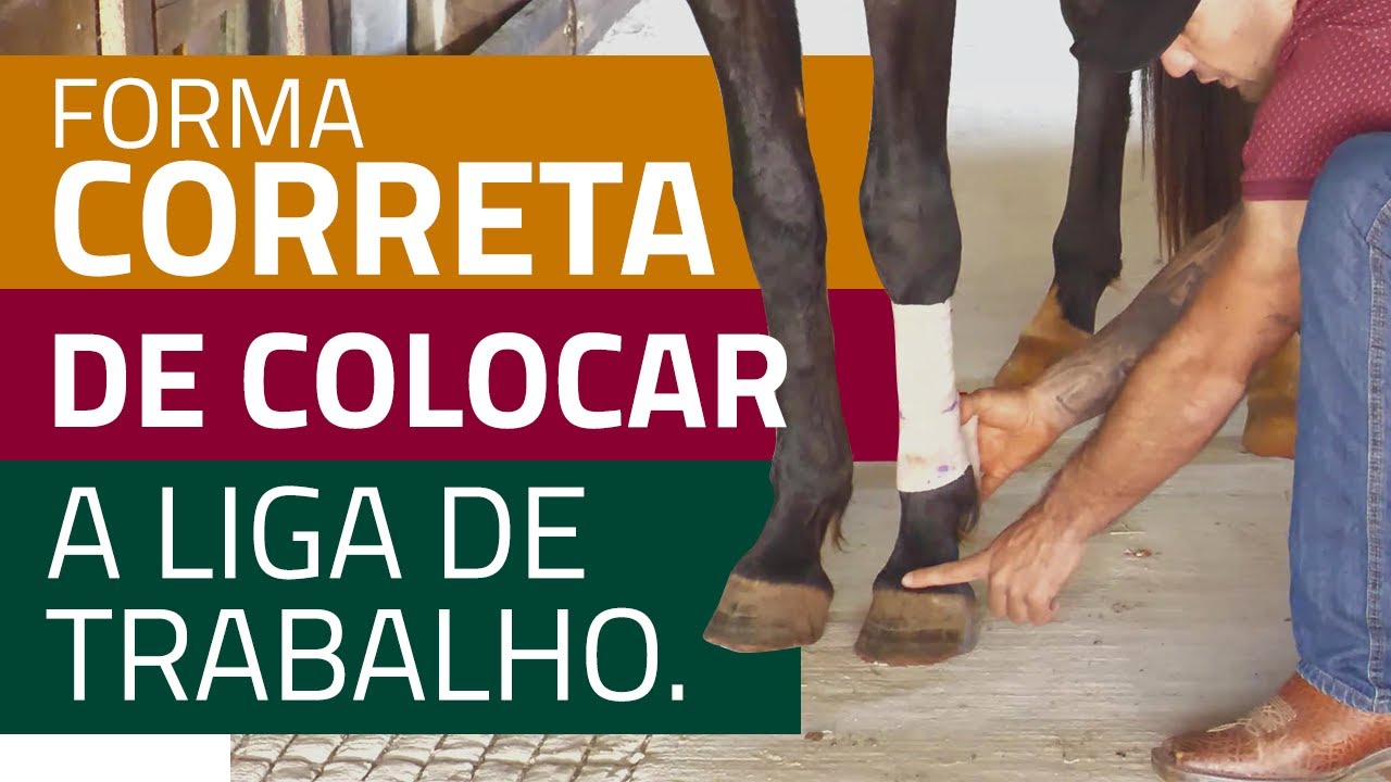 Liga de trabalho no cavalo: coloque dessa forma!