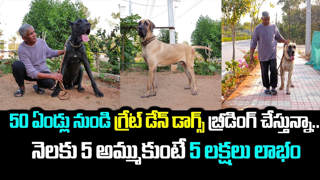 టాప్ క్వాలిటీ డాగ్స్ బ్రీడింగ్ చేస్తున్నా.. నెలకు 5 అమ్ముతా 5 లక్షలు లాభం | Great Dane Dogs for Sale