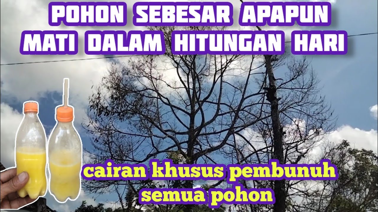 luar biasa dahsyat cairan ini || semua pohon mati dalam hitungan hari