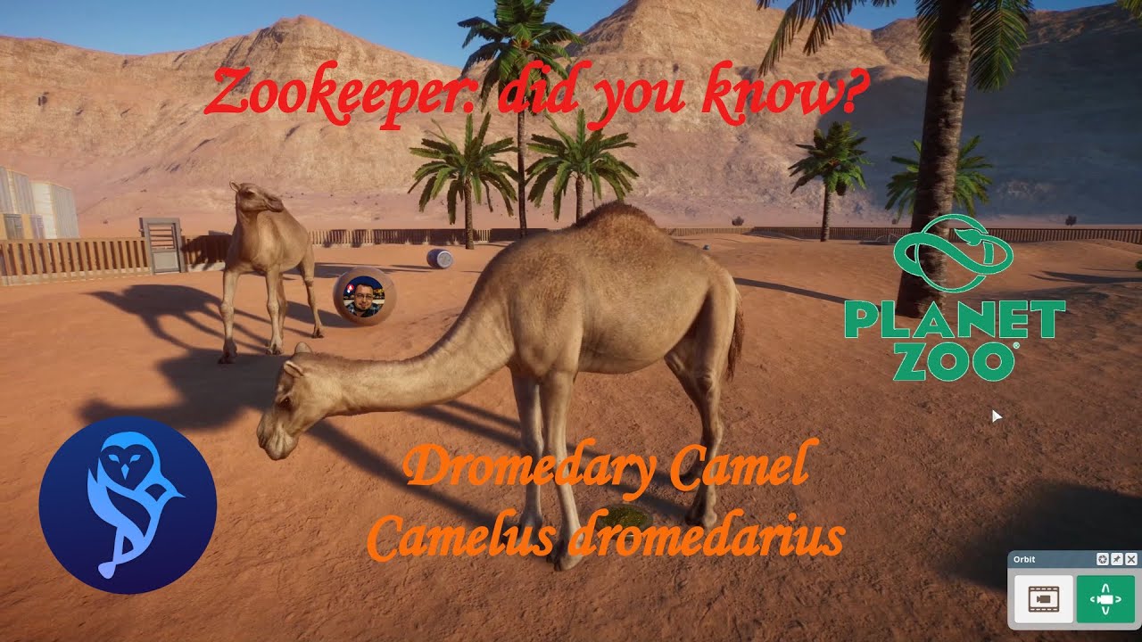Zookeepers: did you know? Dromedary Camel facts & habitat! - #1 - [Planet Zoo]