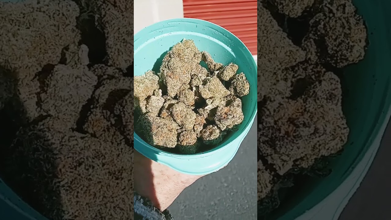 concept strains! cheetah 🐆 piss! 6 a z 😵&zwj;💫