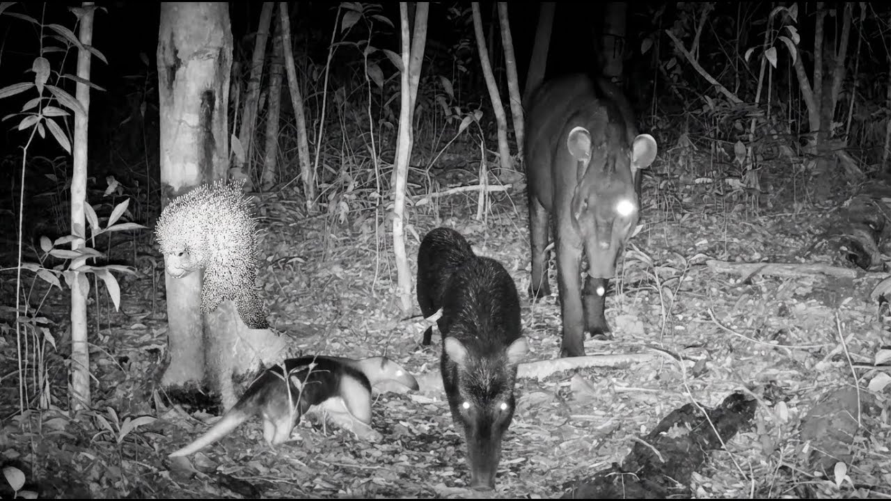 As belezas da vida selvagem no seu ritmo natural. A bicharada não para de se movimentar na floresta