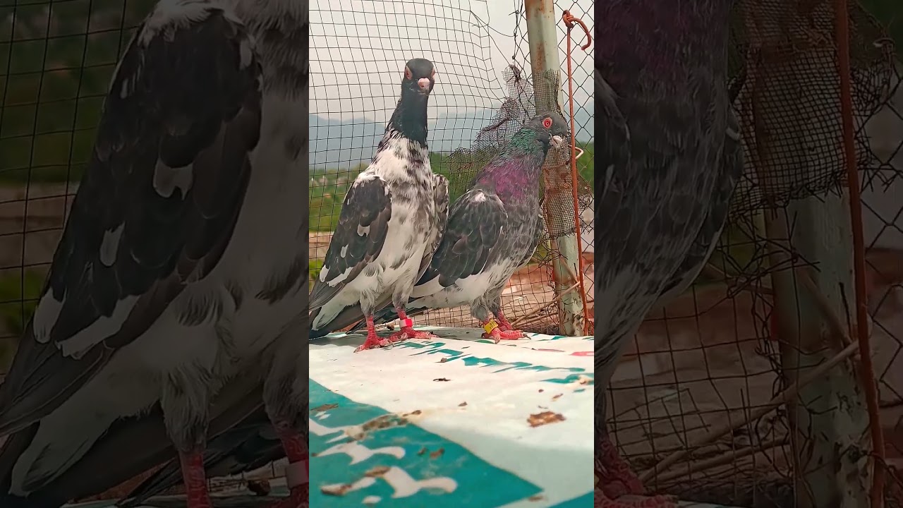 Dub wala pigeon ❤️