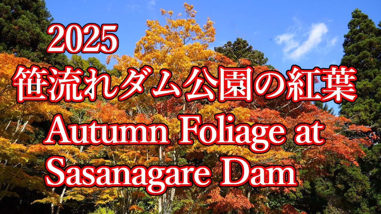 20251029【4K】笹流れダム公園の紅葉Autumn Foliage at Sasanagare Dam Park