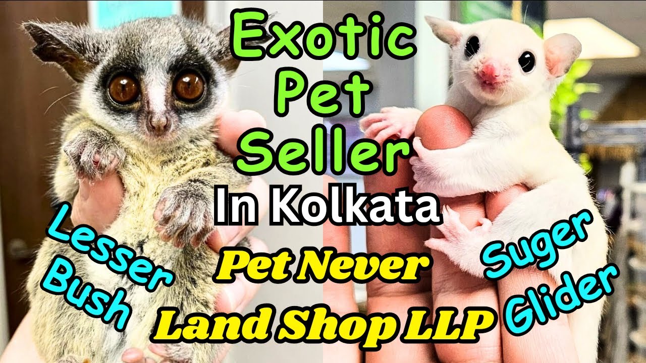 Biggest Pet Collection in West Bengal । Pet Neverland Shop LLP । Dog Market in Kolkata