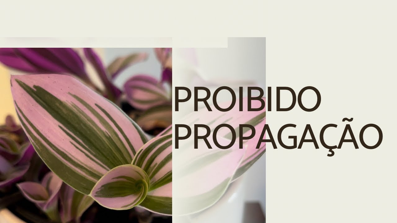 Não Pode Fazer Mudas/ Tradescantia Nanouk OU Lilik??? CUIDADOS/ PODA E PROPAGAÇÃO!