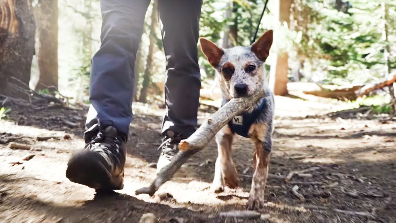 BACKPACKING with a PUPPY! | Camp Vibes + Relaxing + Secret Spot!