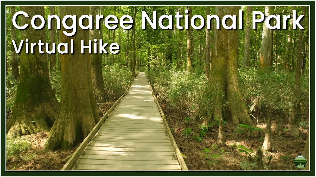 Virtual Hike at Congaree National Park | Walking Boardwalk and Trails through Old Growth Forest