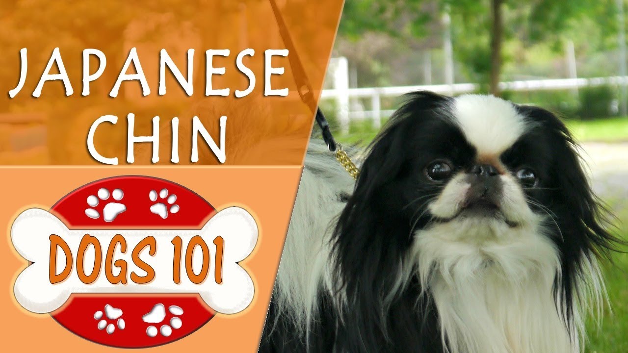 Dogs 101 - JAPANESE CHIN - Top Dog Facts About the JAPANESE CHIN
