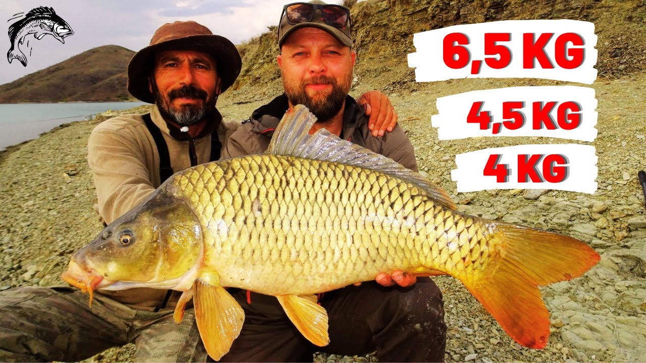 3 BÜYÜK SAZAN ÇEKİMİ  4 KG / 4,5 KG / 6,5 K.G