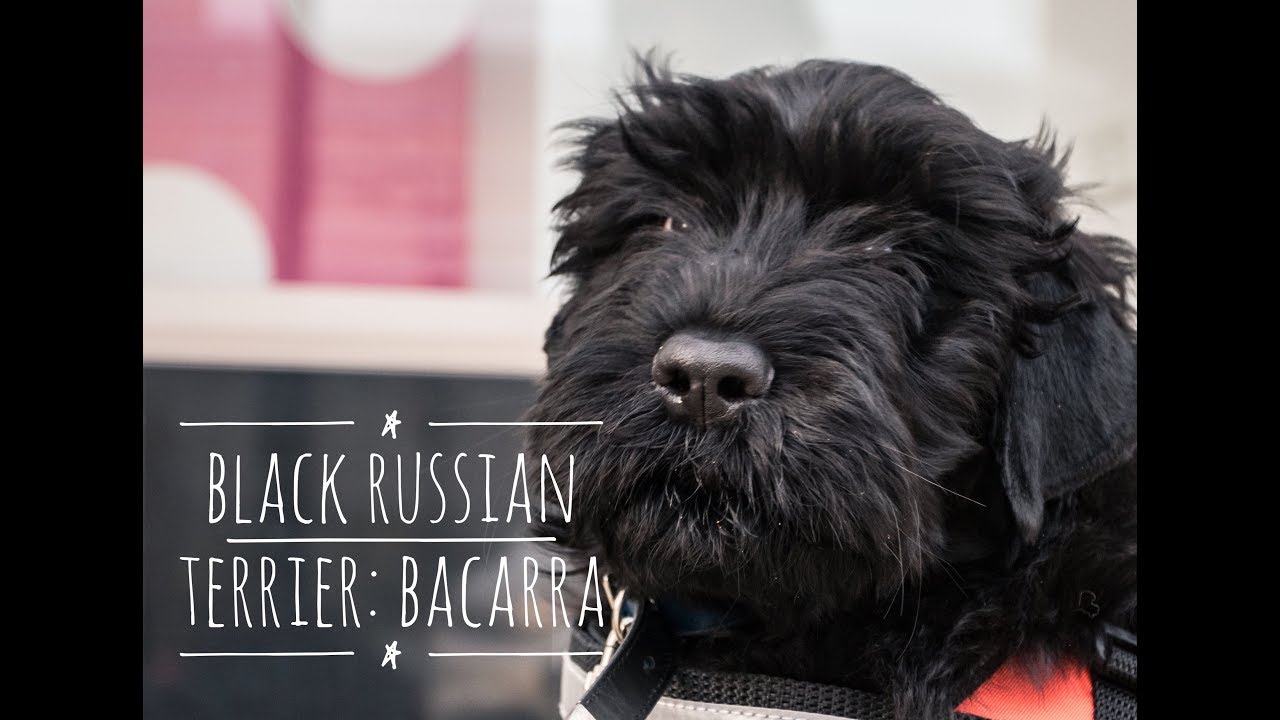 KeenDog Training Bacarra: Black Russian Terrier
