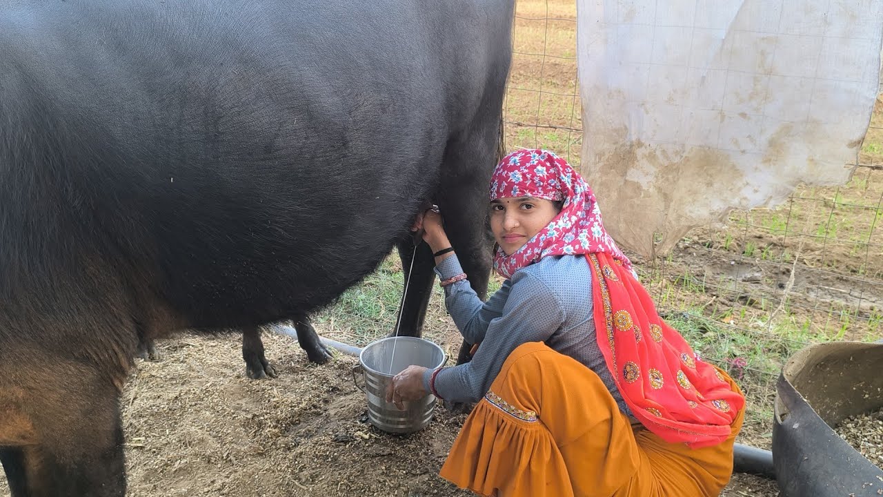 Bhais buffalo milking cow milk doodh india rajsthan 