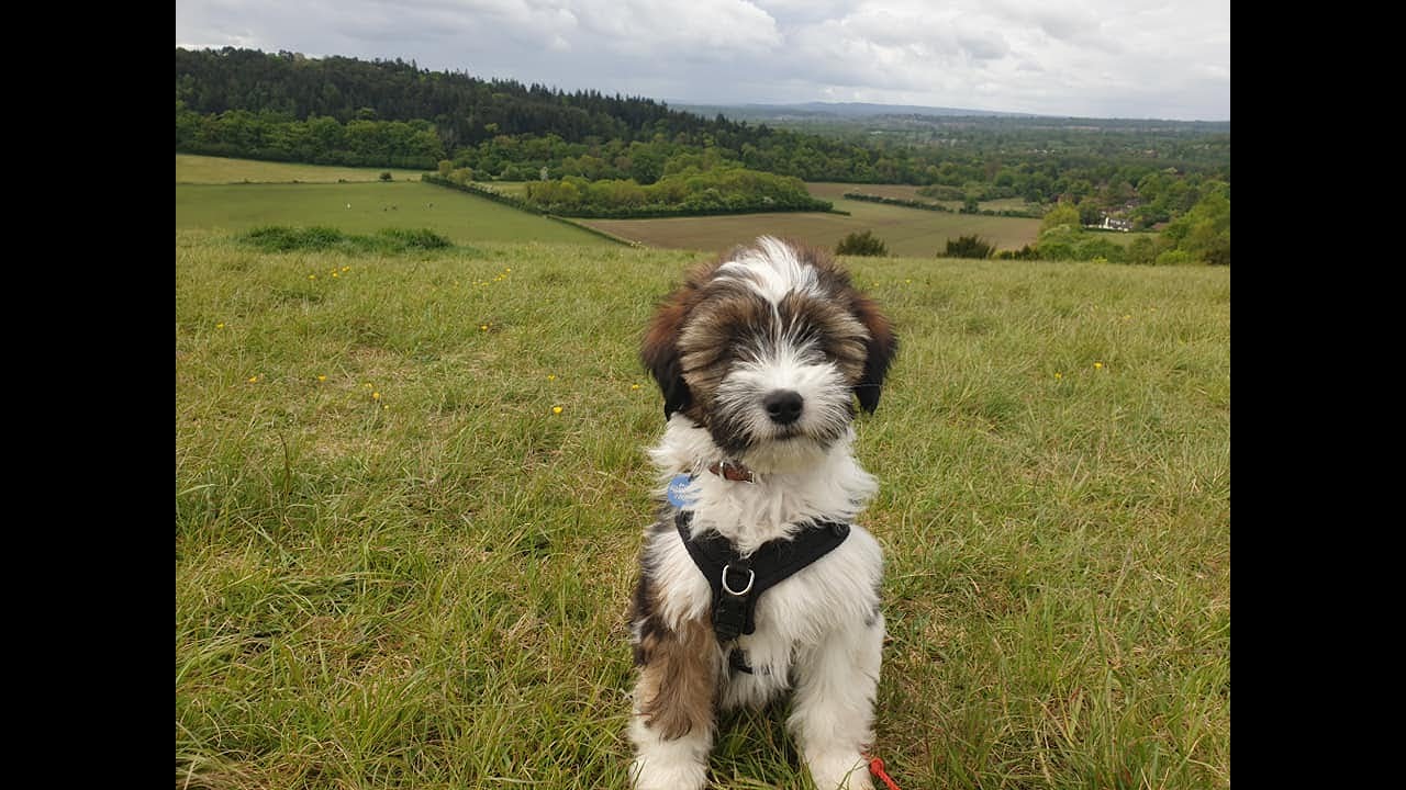 Waffle the Tibetan Terrier Puppy - 2 Weeks Residential Dog Training