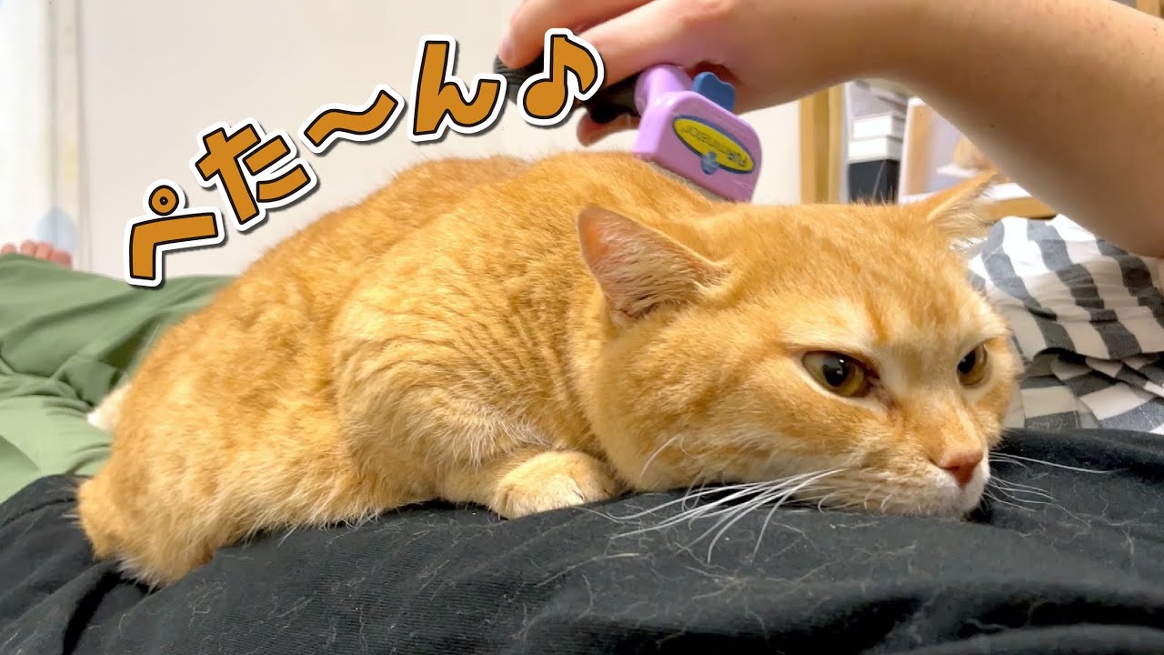 パパの腹の上では完全に無気力になっちゃう猫が可愛すぎたw