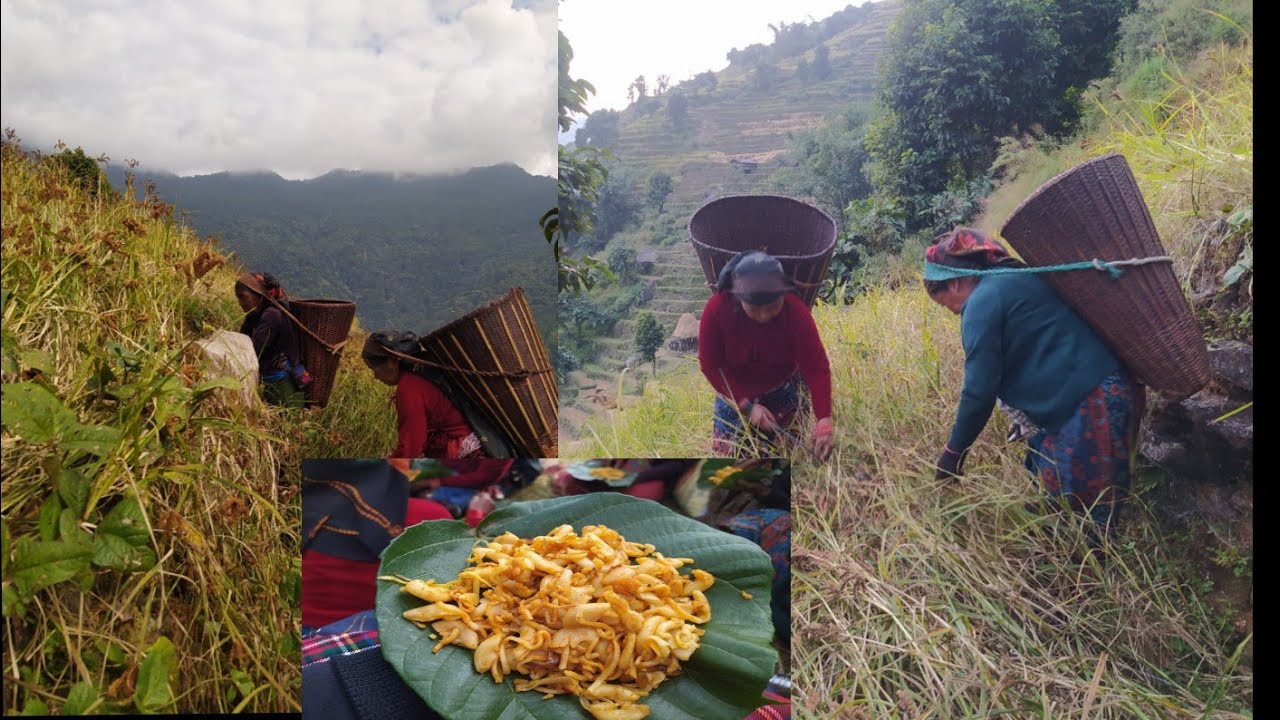 Lamjung सिङ्दी गउँमा कोदो टिपन bg आजभोली 😁