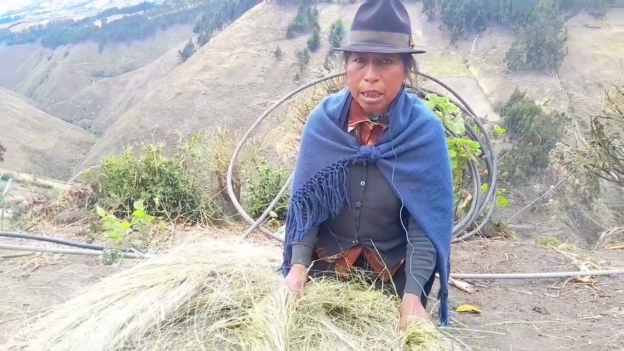 kisha (Tasin nido de paja) para pato.