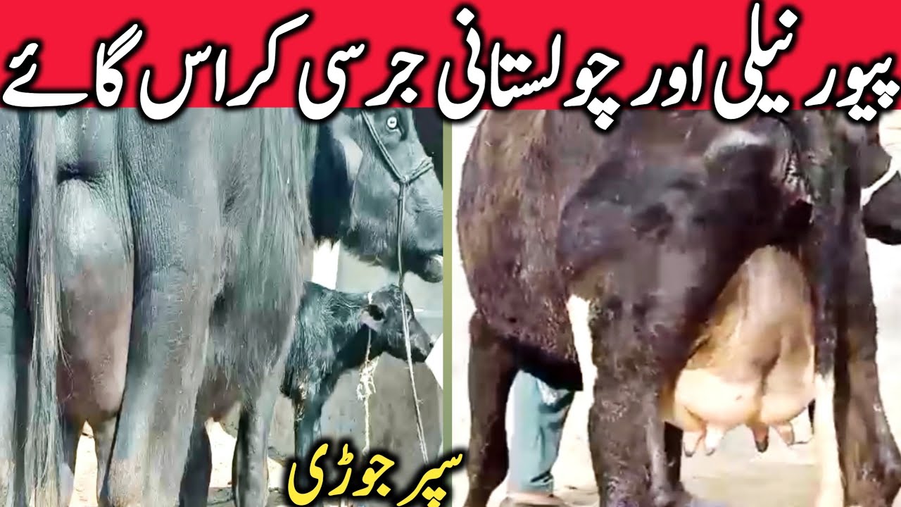 Cholistani Jersey Cross Cow Pure Neli Ravi Buffalo || Global Village Farming