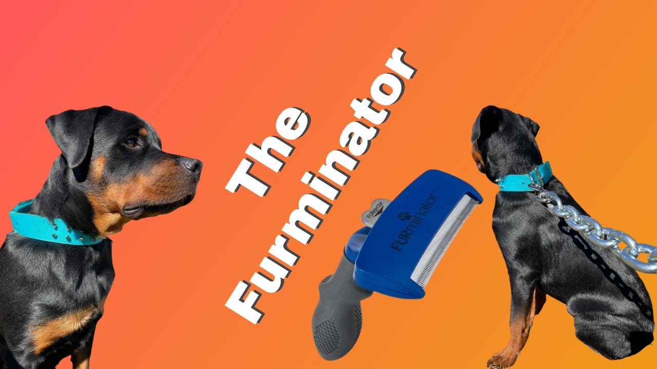 Rottweiler Coat Care | The Furminator