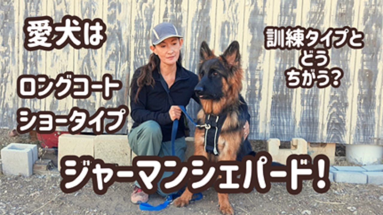【ジャーマンシェパード】ショータイプと訓練タイプ何がちがうの？[German Shepherd]
