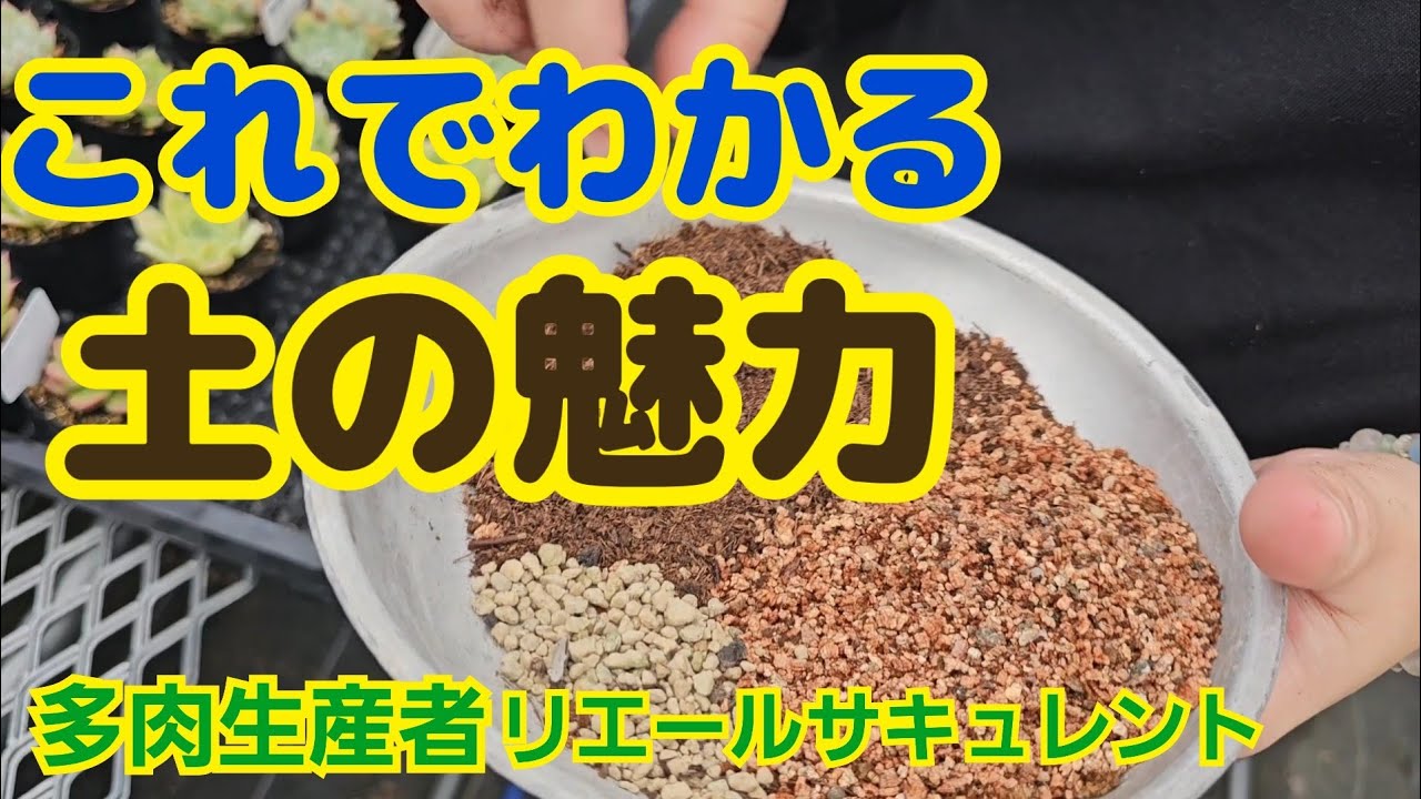 【多肉植物】【多肉の土】これでわかる‼️土の魅力‼️2025年9月5日