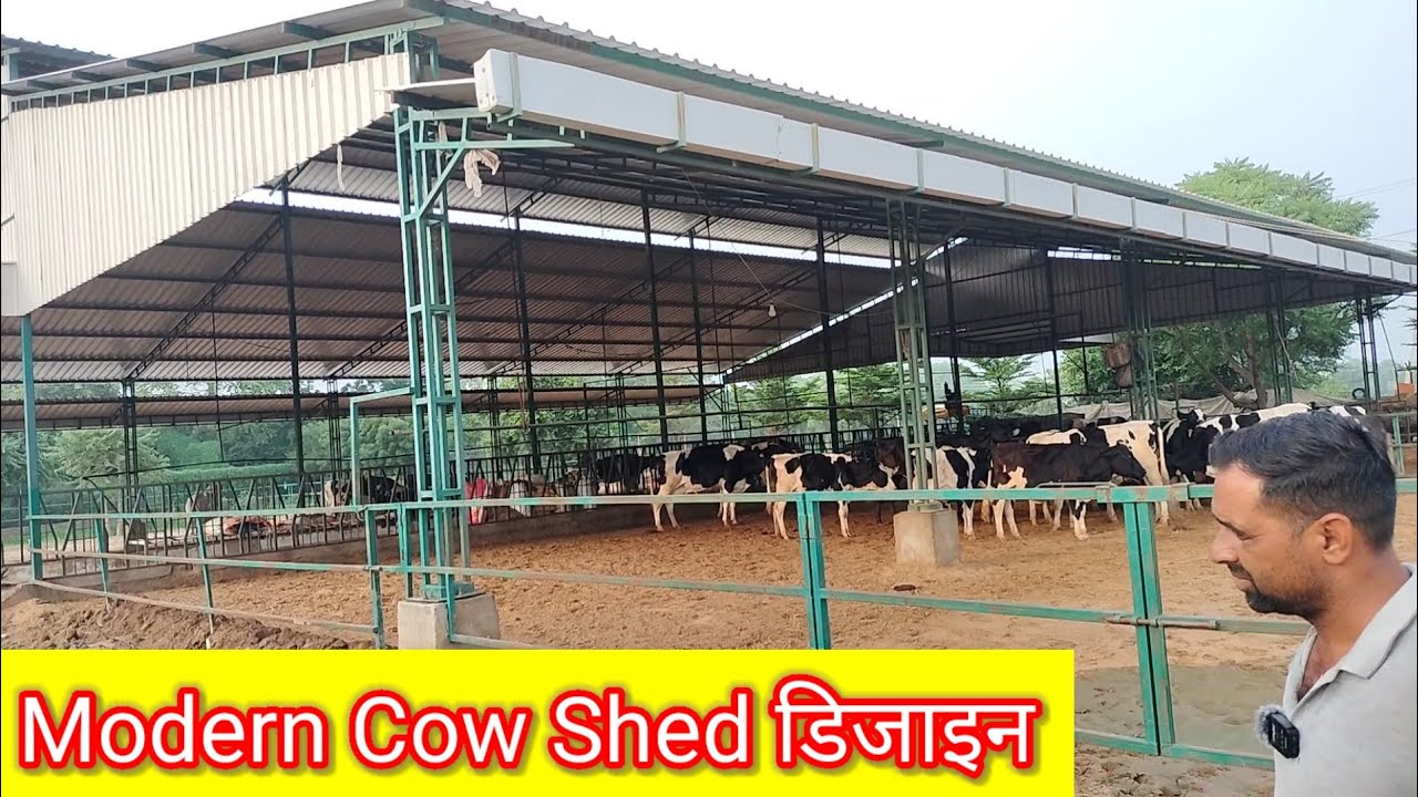 H.F. cow dairy shed #गायों के आराम के लिए शानदार शैड डिजाइन #kalu Bhai @AdityaHaryanaNews