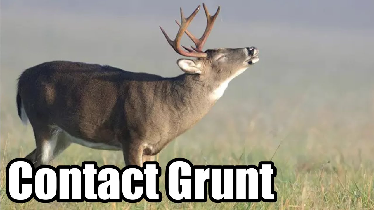 Deer Call Sound Only