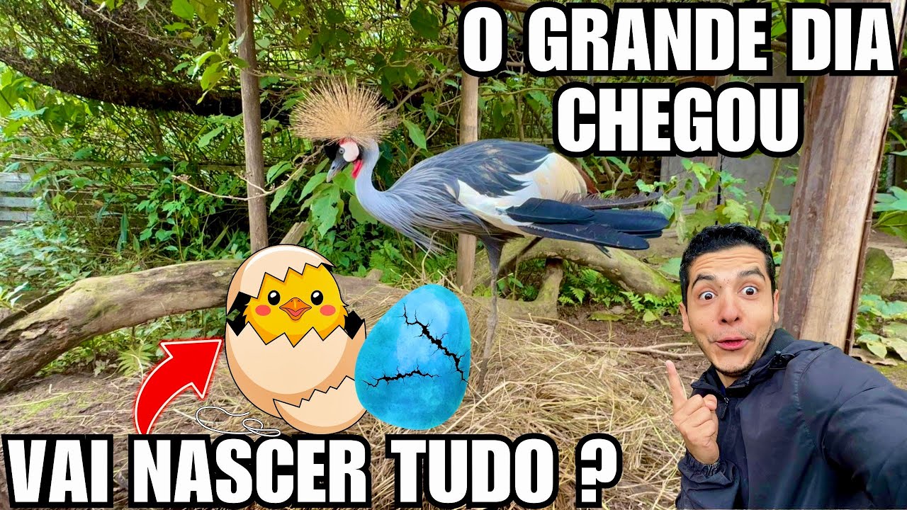 Acompanhando nascimento de grou e construindo viveiro | Aves Recriar 