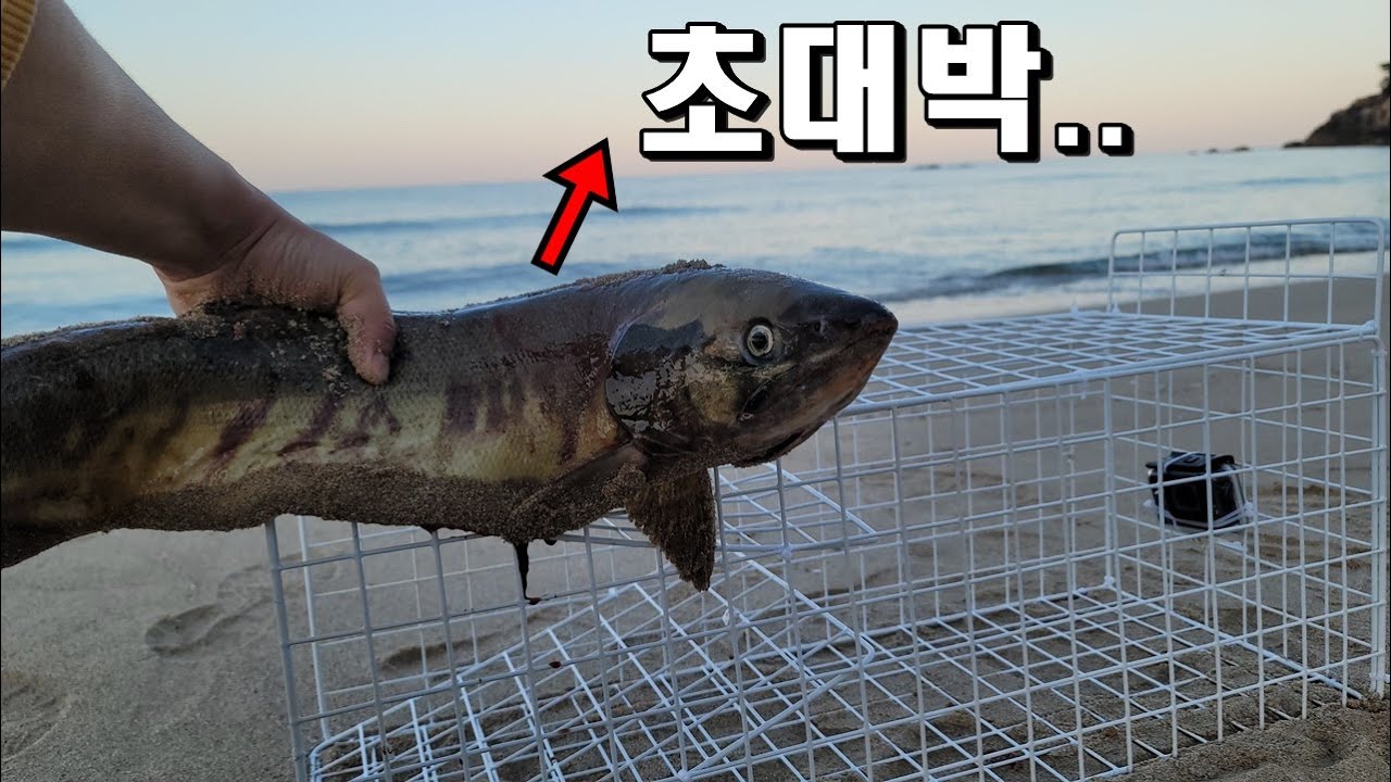 연어를 통채로 바다에 넣어놓으면 생기는 일