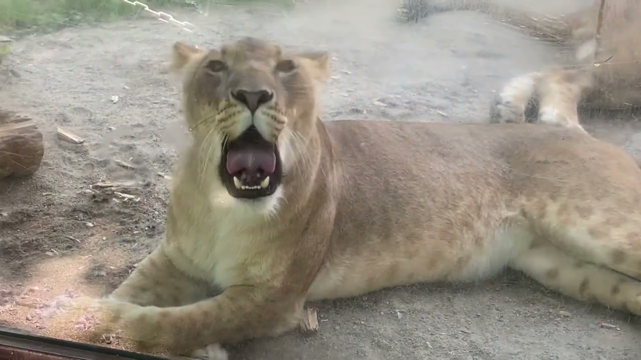 八木山動物公園   ライオン   サン   なお  ＃なおちゃんありがとう💐