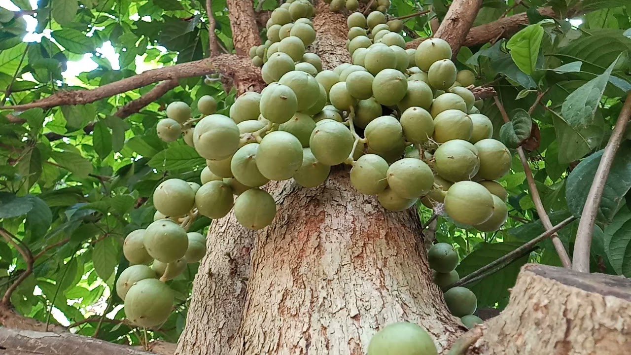 Amazing Burmese grape tree