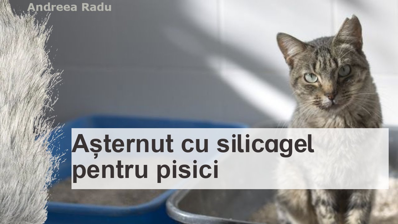 Așternut cu silicagel pentru pisici - pro și contra