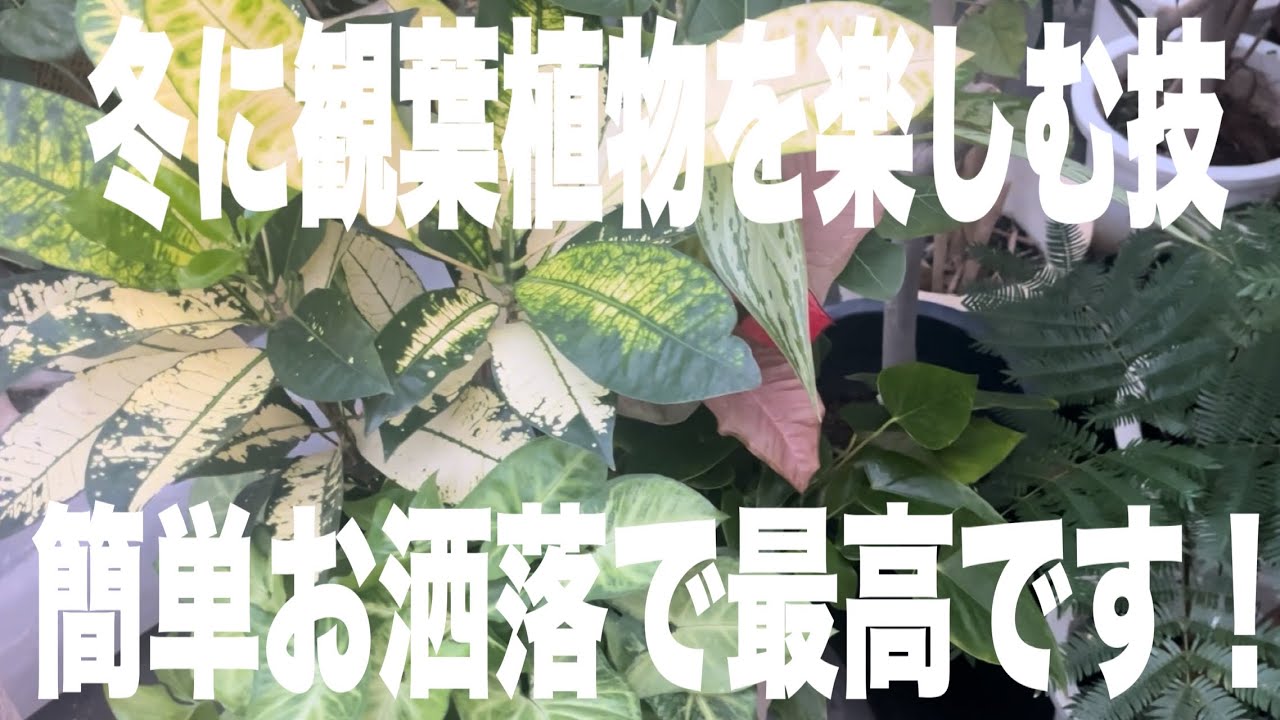 【プロの技】冬に部屋をお洒落にグレードアップしてくれる簡単寄せ植え。