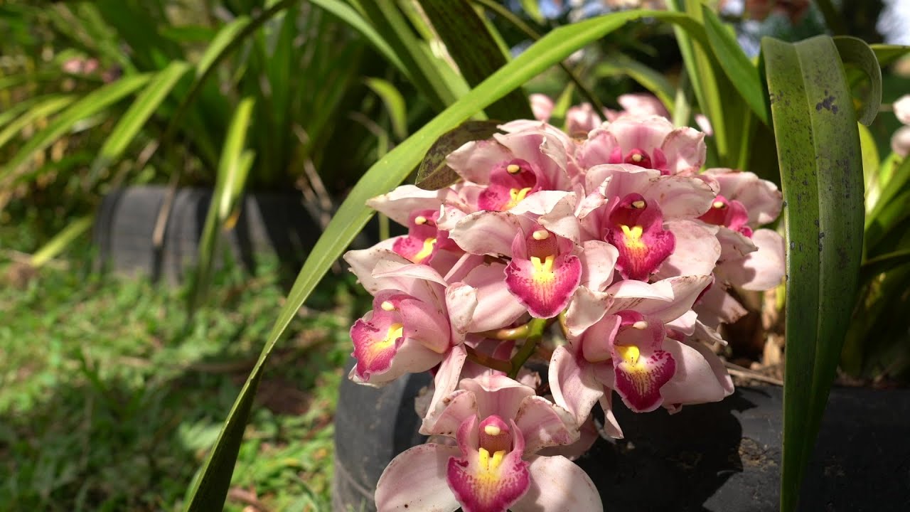 Um quintal cheinho de orquídeas!