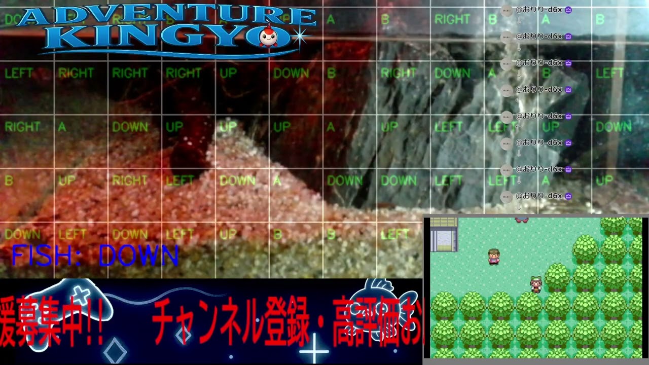 【ポケモンエメラルド】金魚がゲームをプレイ!? 🐟 視聴者コメントで動く参加型ライブ配信 〜Adventure Kingyo〜 パート96 2026-02-10