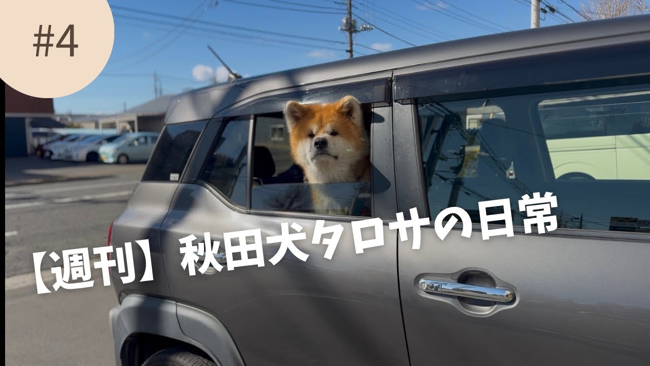 【週刊】秋田犬タロサの日常 vol.4
