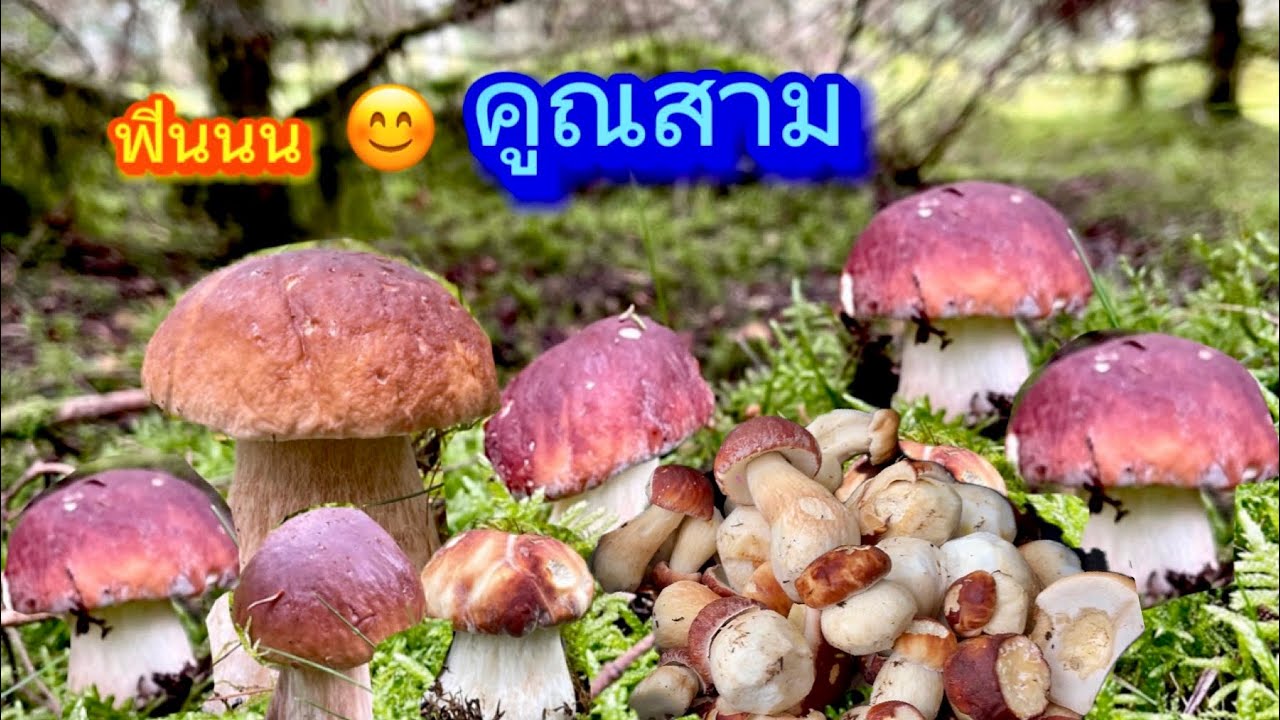 เก็บเห็ดป่าเดิมรอบที่สามเห็ดผึ้งหมวกแดง/หมวกน้ำตาลบอกเลยฟินคูณสามค่ะ😊สวยเอาะๆเยอะเลยค่ะ03/10/2023