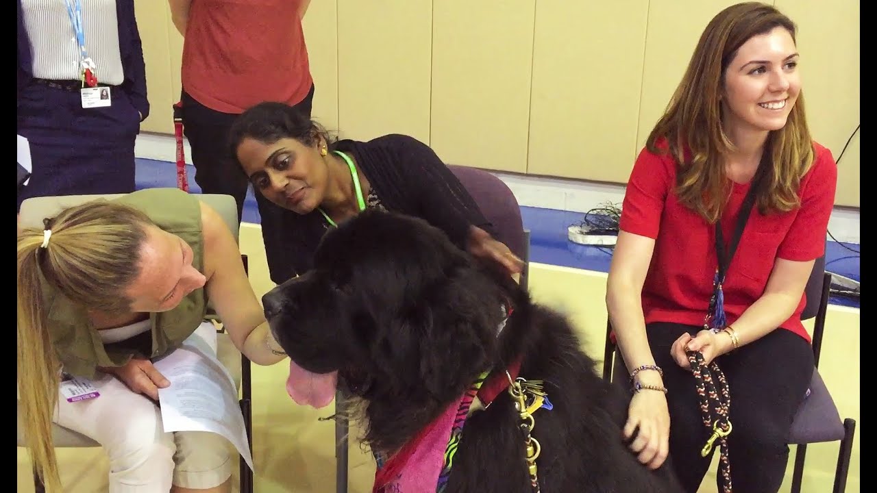 The Benefits of Animal Assisted Therapy for Psychiatric Patients