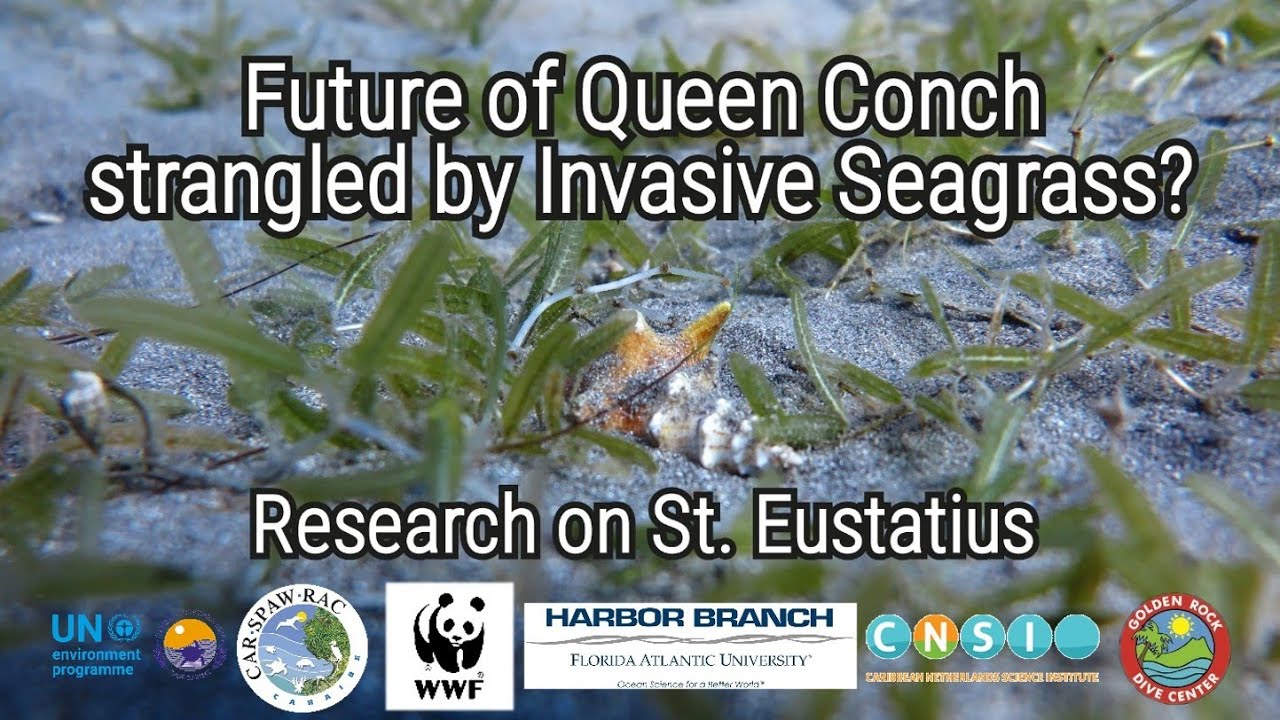 Future of Queen Conch strangled by invasive seagrass? | Research on St. Eustatius