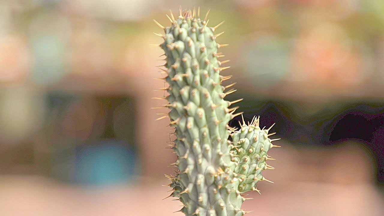 Hoodia gordonii