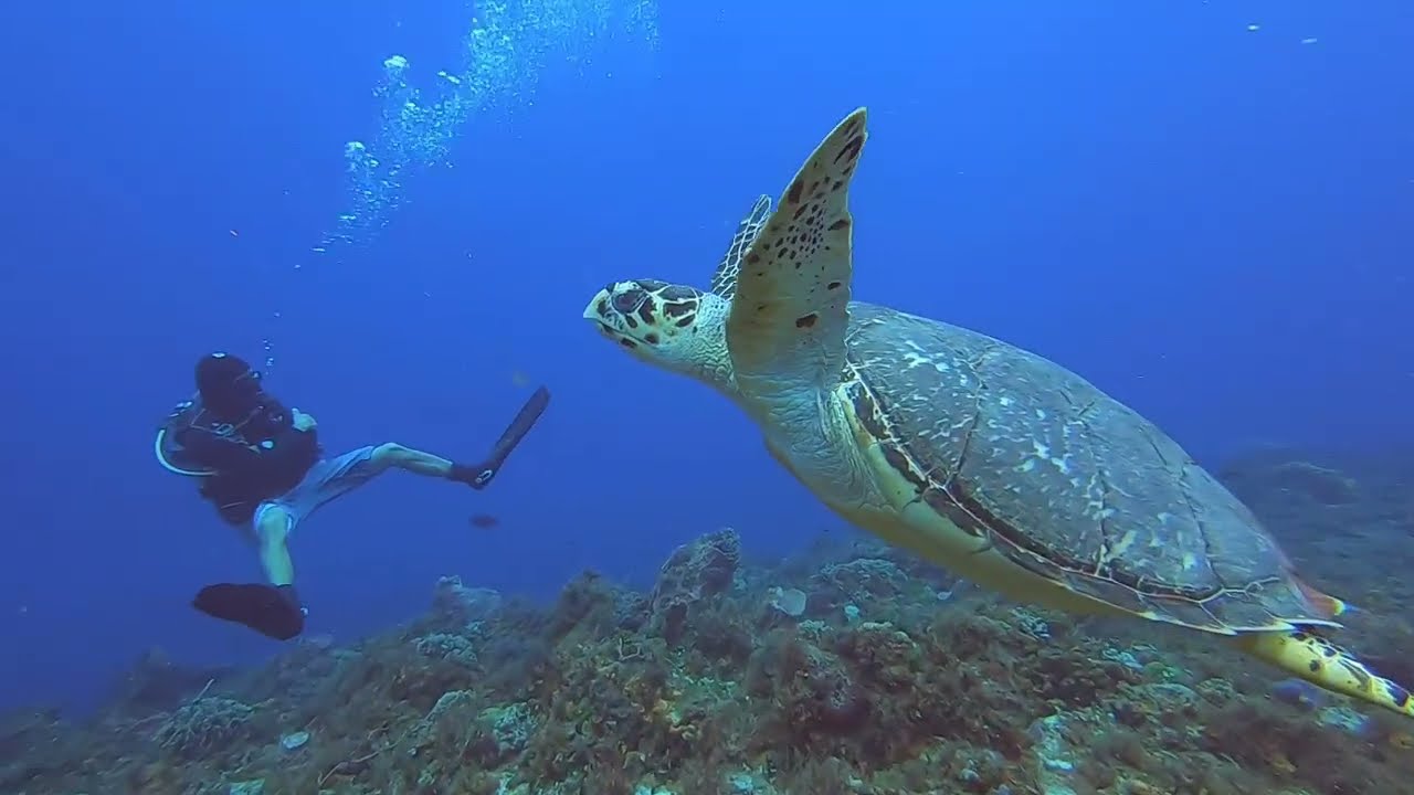 Scuba Diving Cozumel, Mexico w/ Deep Blue Scuba